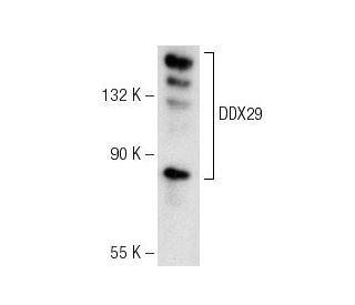 DDX29 Antibody (F-1) - Western Blotting - Image 141768 