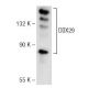 DDX29 Antibody (F-1) - Western Blotting - Image 141768 