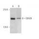DDX29 Antibody (F-1) - Western Blotting - Image 365680