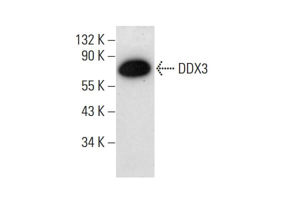DDX3 Antibody (C-4) | SCBT - Santa Cruz Biotechnology