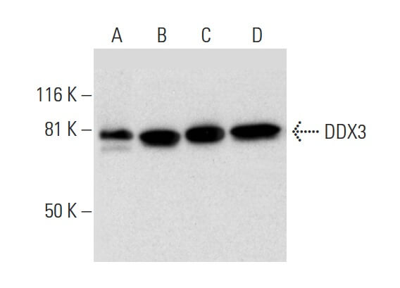 DDX3 Antibody (C-4) | SCBT - Santa Cruz Biotechnology