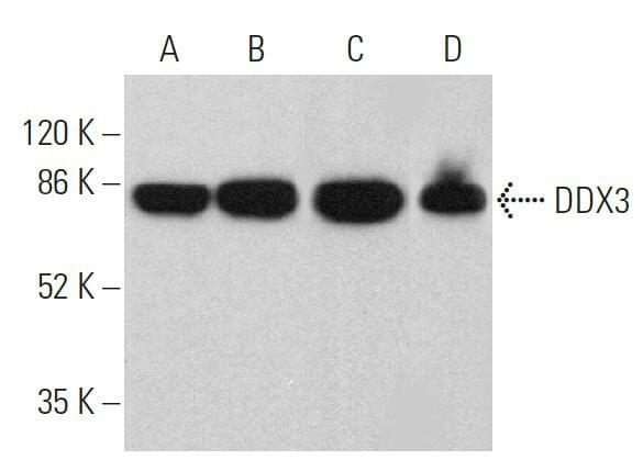手数料安い | (C-4) Antibody DDX3 SCBT Biotechnology Cruz Santa - 健康・医学