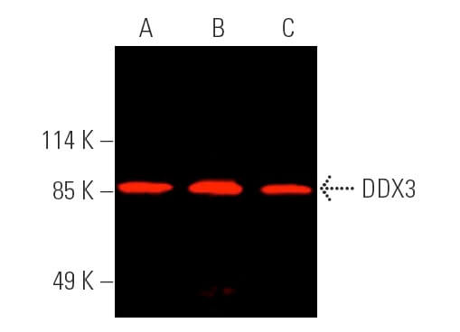DDX3 Antibody (C-4) | SCBT - Santa Cruz Biotechnology