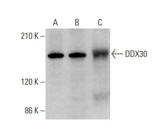 DDX30 Antibody (D-9) - Western Blotting - Image 375551 
