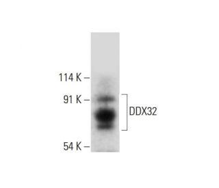 DDX32 Antibody (H-3) - Western Blotting - Image 308331