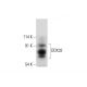 DDX32 Antibody (H-3) - Western Blotting - Image 308331