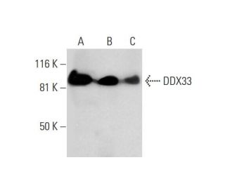 DDX33 Antibody (A-3) - Western Blotting - Image 289586 