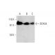 DDX33 Antibody (A-3) - Western Blotting - Image 289586 