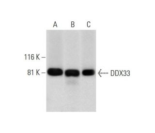 DDX33 Antibody (B-4) - Western Blotting - Image 289587