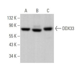 DDX33 Antibody (B-4) - Western Blotting - Image 372988