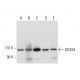 DDX34 Antibody (E-3) - Western Blotting - Image 325223 