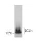 DDX34 Antibody (E-3) - Western Blotting - Image 369929