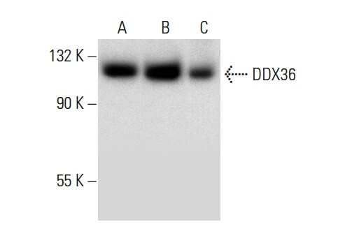 DDX36 Antibody (B-6) | SCBT - Santa Cruz Biotechnology