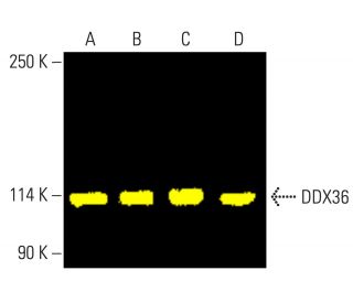 DDX36 Antibody (B-6) - Western Blotting - Image 401827 