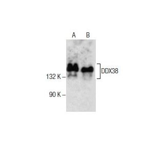 DDX38 Antibody (A-8) - Western Blotting - Image 285810 
