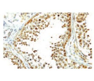 DDX3Y Antibody (B-4) - Immunohistochemistry - Image 53920