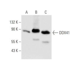 DDX41 Antibody (C-3) - Western Blotting - Image 68544 