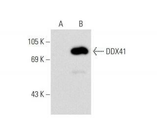 DDX41 Antibody (E-8) - Western Blotting - Image 70459