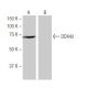 DDX43 Antibody (LW-M1) - Western Blotting - Image 64905