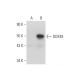 DDX49 Antibody (C-11) - Western Blotting - Image 333577 
