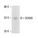 DDX49 Antibody (C-11) - Western Blotting - Image 411795 