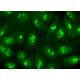 DDX56 Antibody (F-5) - Immunofluorescence - Image 377933 