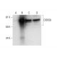 DDX56 Antibody (F-5) - Western Blotting - Image 292025