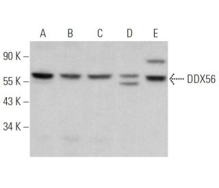 DDX56 Antibody (F-5) - Western Blotting - Image 366128 