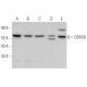DDX56 Antibody (F-5) - Western Blotting - Image 366128 