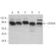 DDX59 Antibody (B-3) - Western Blotting - Image 369892 