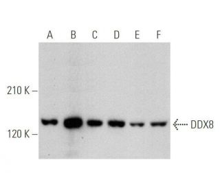 DDX8 Antibody (F-1) - Western Blotting - Image 349113 