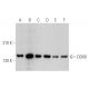 DDX8 Antibody (F-1) - Western Blotting - Image 349113 