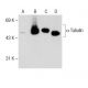 Western blot analysis of α Tubulin acetylation in untreated (A,C) and deacetylase inhibitor cocktail (sc-362323) treated (