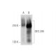 DEC-205 Antibody (F-4) - Western Blotting - Image 333719