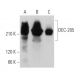 DEC-205 Antibody (F-4) - Western Blotting - Image 375911 