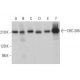 DEC-205 Antibody (F-4) - Western Blotting - Image 383928 