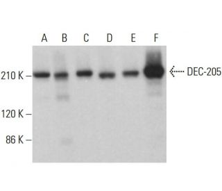 DEC-205 Antibody (F-4) - Western Blotting - Image 383928The Double Nickase Plasmid features a U6 promoter for sgRNA expression, a 20 nt targeting sequence, and a gRNA scaffold to guide Cas9n. It includes a CBh promoter for Cas9n (D10A) and puromycin resistance, GFP for transfection verification, and nuclear localization signals (NLS). The 2A peptide allows co-expression of Cas9n and Puro from a single promoter, enabling precise genome editing with reduced off-target effects.