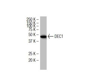 DEC1 Antibody (S-8) - Western Blotting - Image 34388 