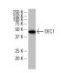 DEC1 Antibody (S-8) - Western Blotting - Image 34388 