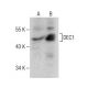 DEC1 Antibody (S-8) - Western Blotting - Image 281317