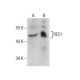 DEC1 Antibody (S-8) - Western Blotting - Image 281319 