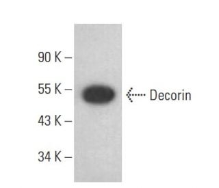 Decorin Antibody (C-11) - Western Blotting - Image 399400 