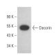 Decorin Antibody (C-11) - Western Blotting - Image 399400 
