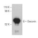 Decorin Antibody (C-11) - Western Blotting - Image 399402