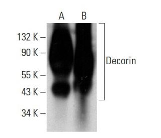 western blotting image from recommended Decorin (9XX) monoclonal antibody replacement. Image 380953