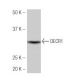 DECR1 Antibody (30-P) - Western Blotting - Image 53856
