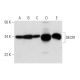 DECR1 Antibody (G-10) - Western Blotting - Image 295951 