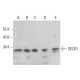 DECR1 Antibody (G-10) - Western Blotting - Image 385274