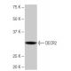 DECR2 Antibody (8D7) - Western Blotting - Image 64906