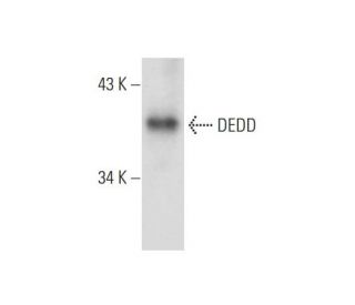 DEDD Antibody (G-6) - Western Blotting - Image 147453 